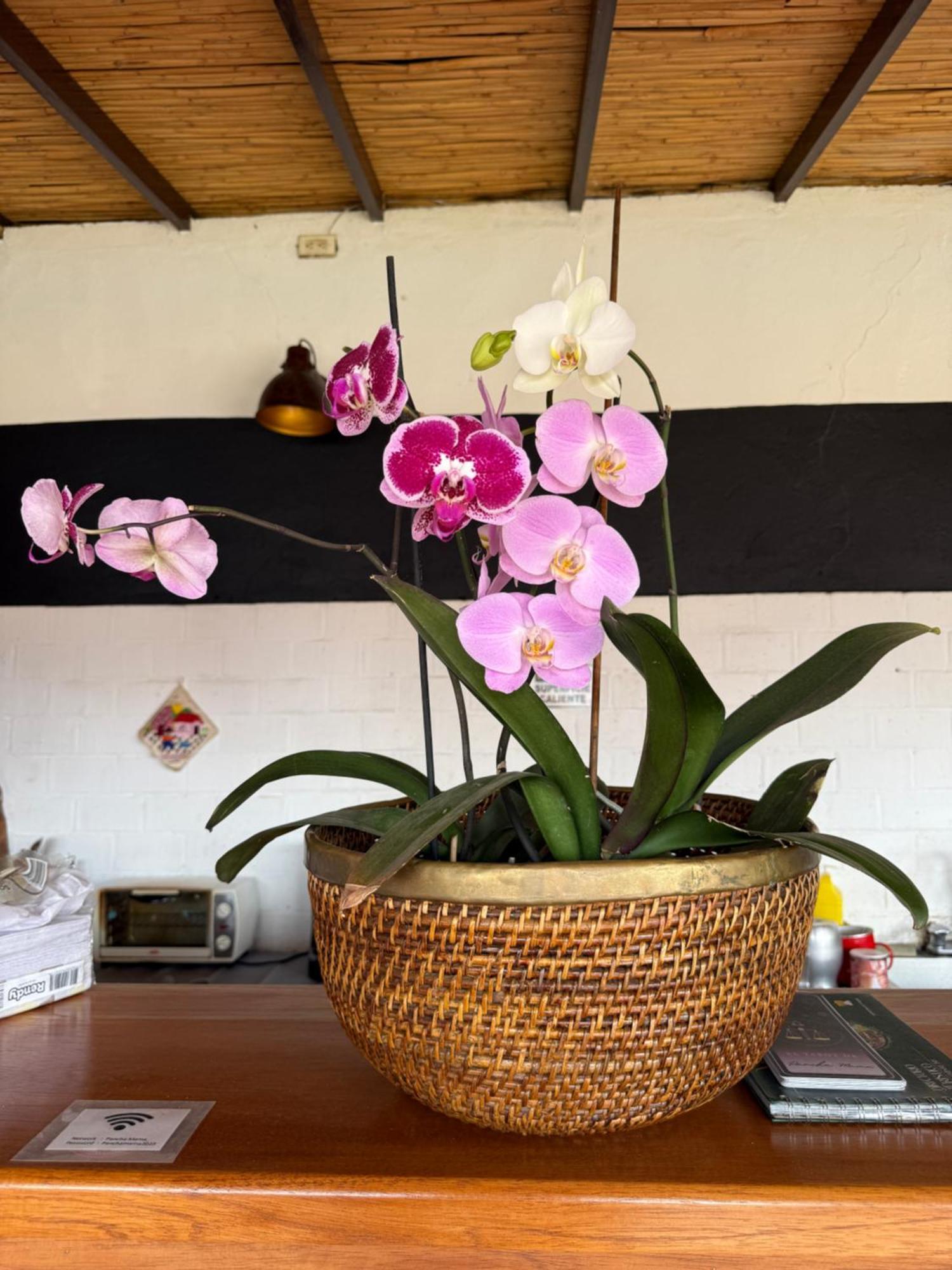 Pancha Mama Hotel Boutique 莱瓦镇 外观 照片